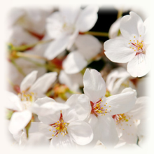 桜　イメージ